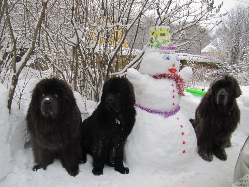 Фото: ньюфаундленд Melty Wave Marine Tifeya (Мелти Вейв Марин Тифея), ньюфаундленд Richchi s Berega Dona (Риччи с Берега Дона), ньюфаундленд Dyurbahler Klab Al'faretta Vin'etta (Дюрбахлер Клаб Альфаретта Виньетта)
