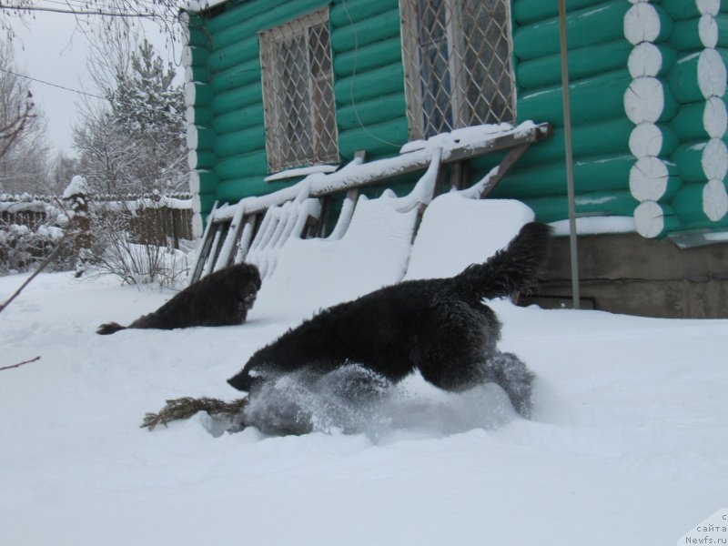 Фото: ньюфаундленд Dyurbahler Klab Al'faretta Vin'etta (Дюрбахлер Клаб Альфаретта Виньетта), ньюфаундленд Richchi s Berega Dona (Риччи с Берега Дона)