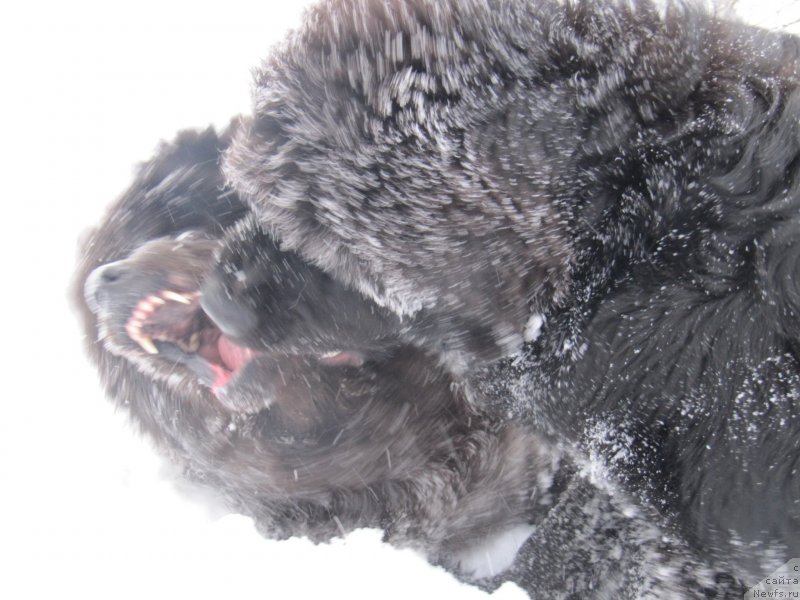 Фото: ньюфаундленд Melty Wave Marine Tifeya (Мелти Вейв Марин Тифея), ньюфаундленд Richchi s Berega Dona (Риччи с Берега Дона)