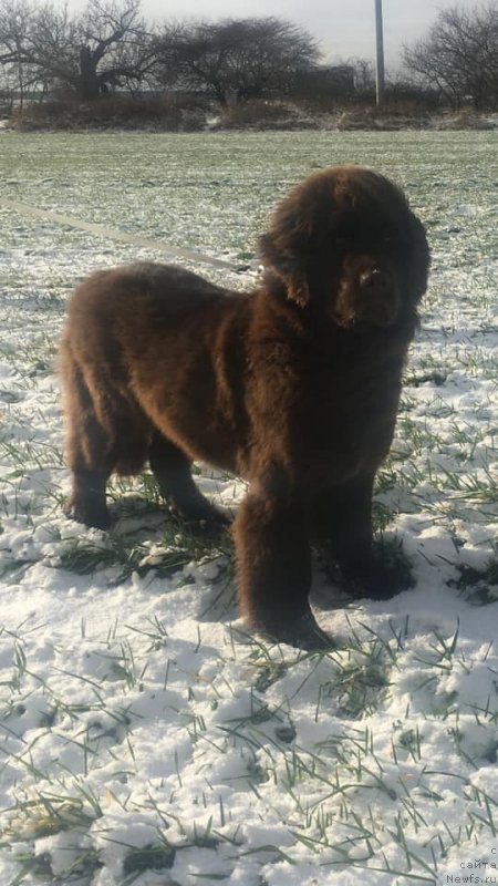 Фото: ньюфаундленд N'yufort Oveyshen Goldi Knayt (Ньюфорт Овейшен Голди Кнайт)