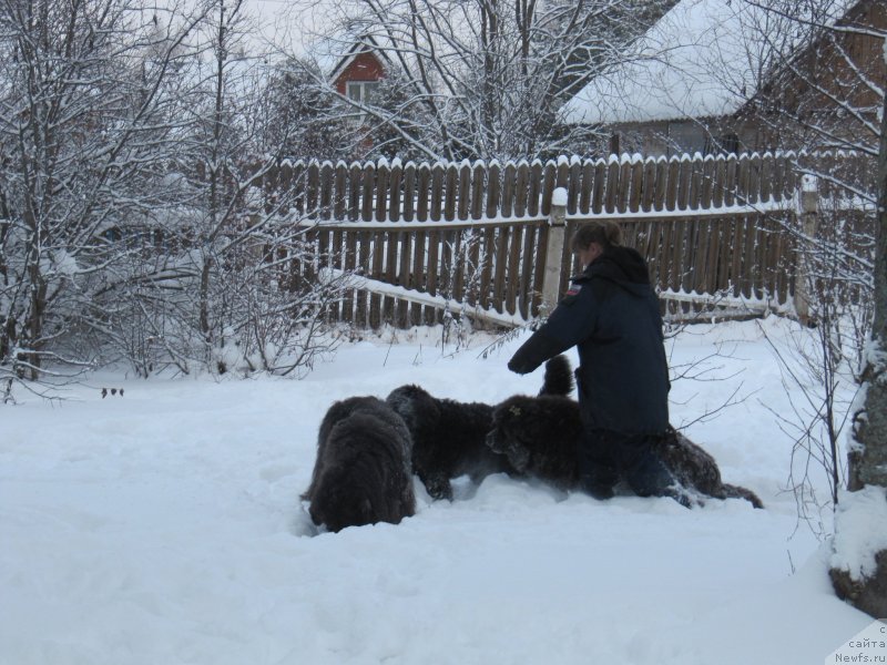 Фото: ньюфаундленд Dyurbahler Klab Al'faretta Vin'etta (Дюрбахлер Клаб Альфаретта Виньетта), ньюфаундленд Richchi s Berega Dona (Риччи с Берега Дона), ньюфаундленд Melty Wave Marine Tifeya (Мелти Вейв Марин Тифея), Anna Petrushkina (Анна Петрушкина)