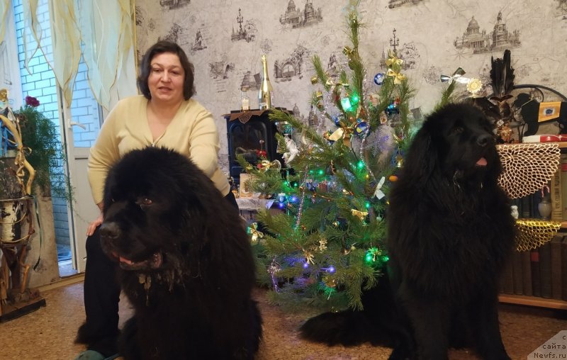 Фото: ньюфаундленд Matvey s Berega Dona (Матвей с Берега Дона), ньюфаундленд Ideal Taste of Victory (Идеал Тейст оф Виктори), Liliana Rahmatova (Лилиана Рахматова)