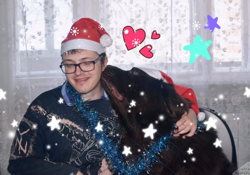 Фото: ньюфаундленд Braunblad MSK Ben-Ami Lon (Браунблад МСК Бен-Ами Лон)