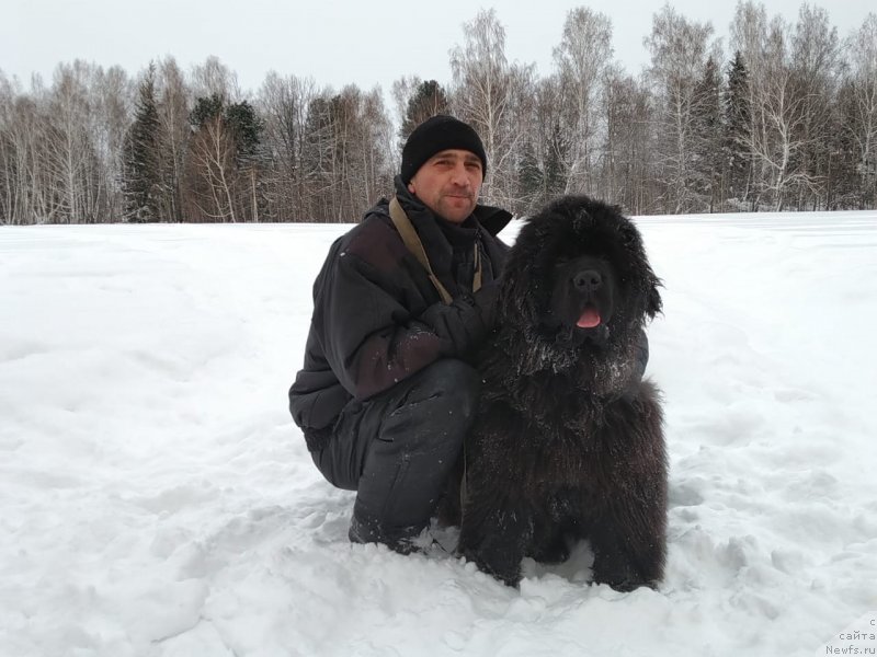 Фото: ньюфаундленд You Are Bright Charm iz Medvejyego Yara