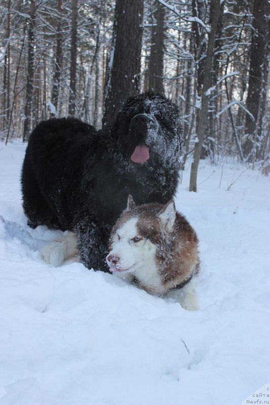 Фото: ньюфаундленд Super Premium YEdinburg (Супер Премиум Эдинбург)