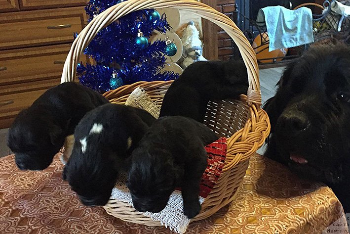 Фотография № 240998