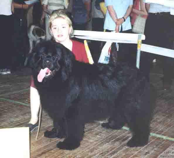 Фото: ньюфаундленд Efaniya iz Plemeni Kedra (Ефания из Племени Кедра)