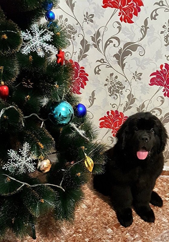 Фото: ньюфаундленд Grom Velikiy iz Zamka Melvin (Гром Великий из Замка Мелвин)