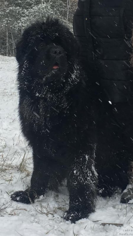 Фото: ньюфаундленд N'yufort Instinkt Vinner Knayt Itus (Ньюфорт Инстинкт Виннер Кнайт Итус)