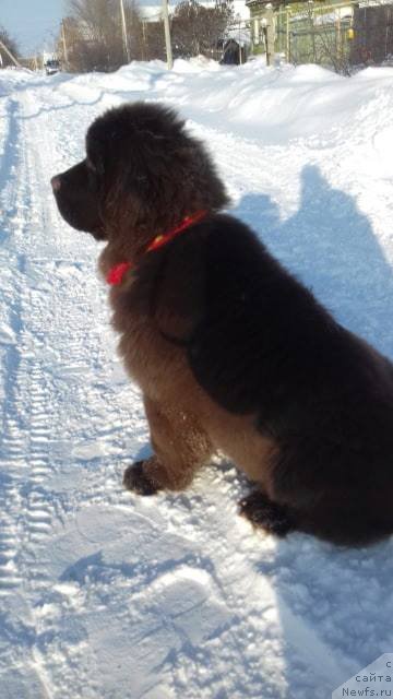 Фото: ньюфаундленд Njufort Pacifik (Ньюфорт Пацифик)