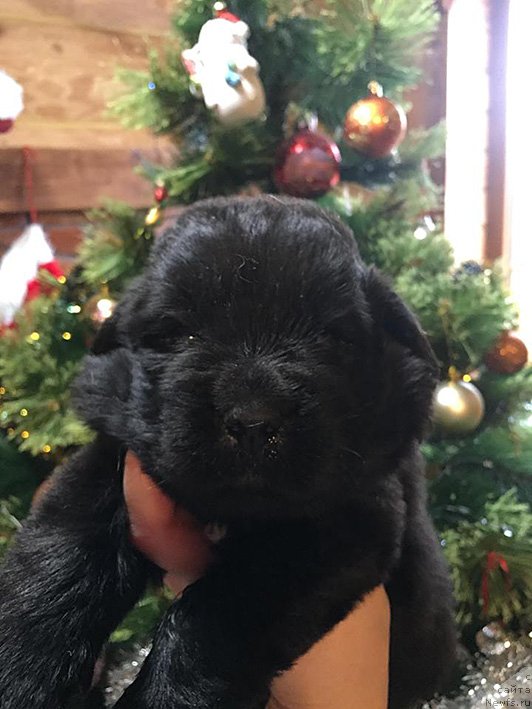 Фото: первый