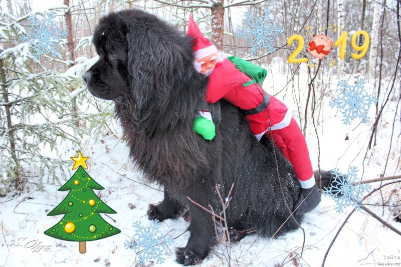 Фото: ньюфаундленд Kozyrniy Tuz s Berega Dona (Козырный Туз с Берега Дона)
