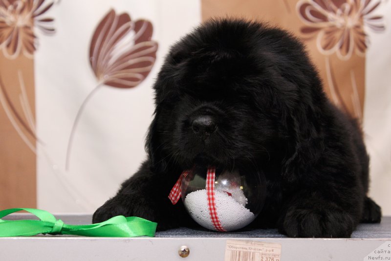 Фото: ньюфаундленд Okean Mechty Andersen (Океан Мечты Андерсен)