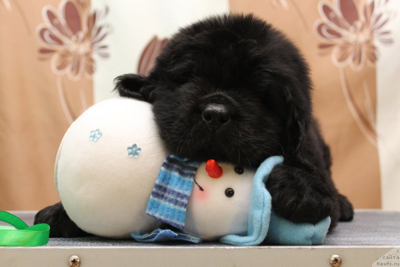 Фото: ньюфаундленд Okean Mechty Andersen (Океан Мечты Андерсен)