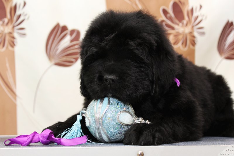 Фото: ньюфаундленд Okean Mechtyi Adrenalin (Океан Мечты Адреналин)