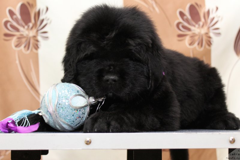 Фото: ньюфаундленд Okean Mechtyi Adrenalin (Океан Мечты Адреналин)