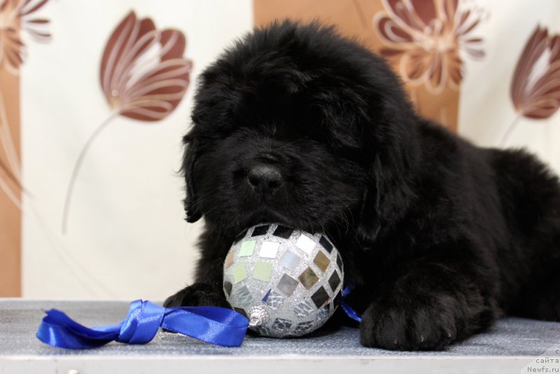 Фото: ньюфаундленд Okean Mechtyi Atlant (Океан Мечты Атлант)