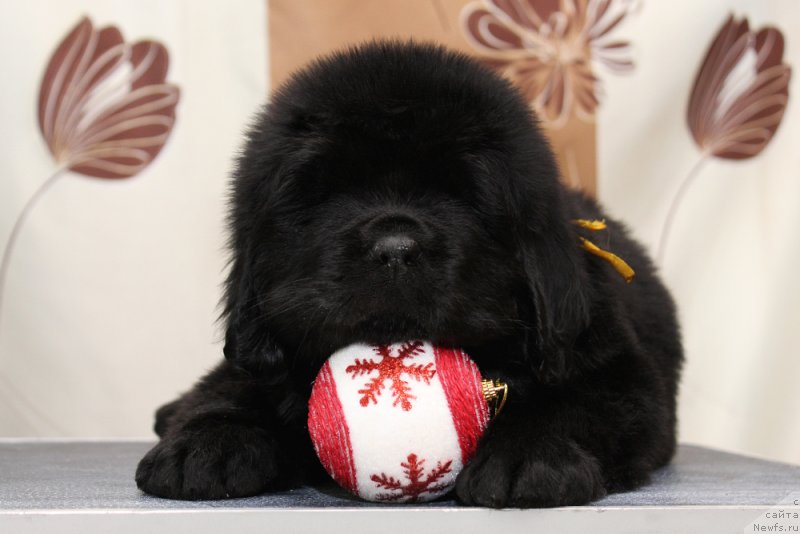 Фото: ньюфаундленд Okean Mechty Ambassador (Океан Мечты Амбассадор)