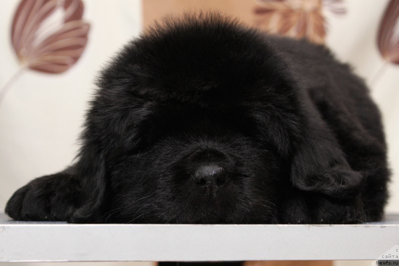 Фото: ньюфаундленд Okean Mechty Ambassador (Океан Мечты Амбассадор)