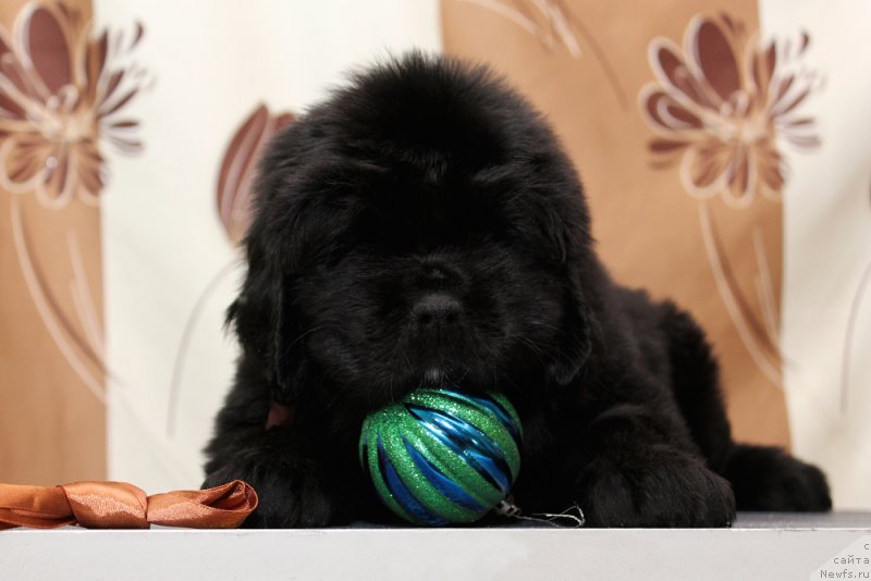 Фото: ньюфаундленд Okean Mechtyi Amore Amigo (Океан Мечты Аморе Амиго)