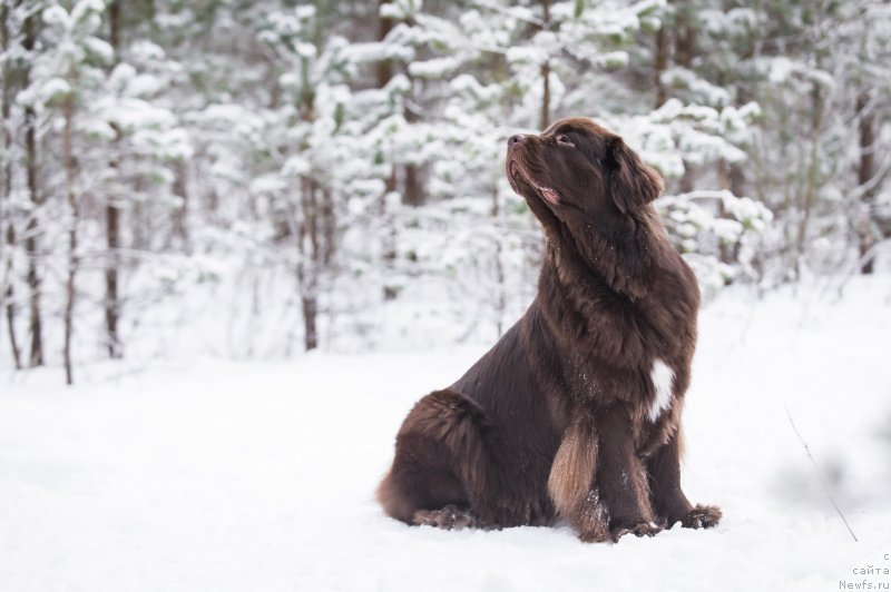Фото: ньюфаундленд Brownblood MSK Alpina Guardian Soul (Браунблад МСК Альпина Гуардиан Соул)