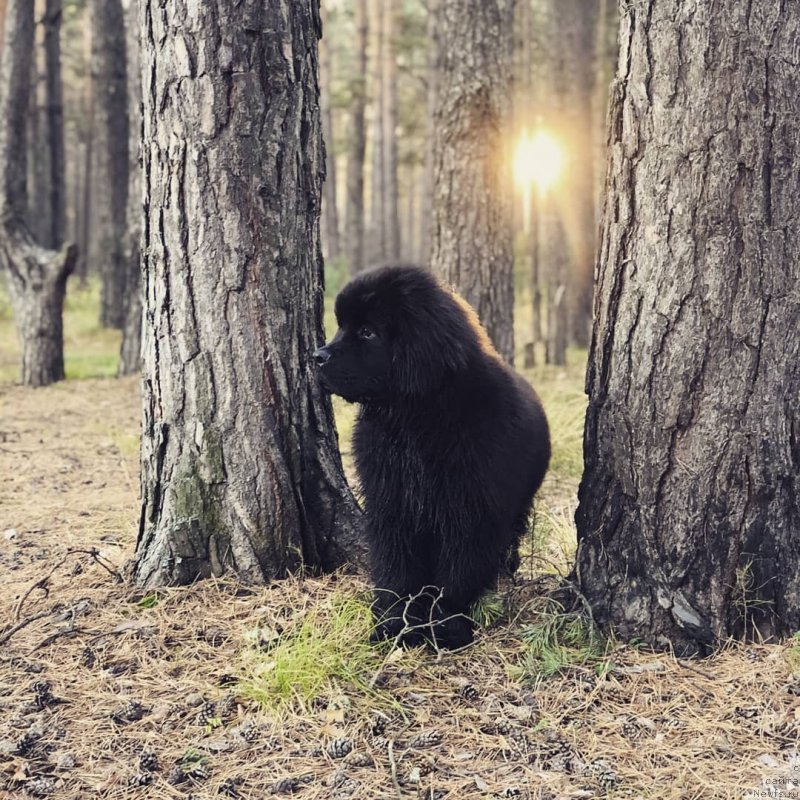 Фото: ньюфаундленд N'yufort Obereg Snou Mauntin (Ньюфорт Оберег Сноу Маунтин)