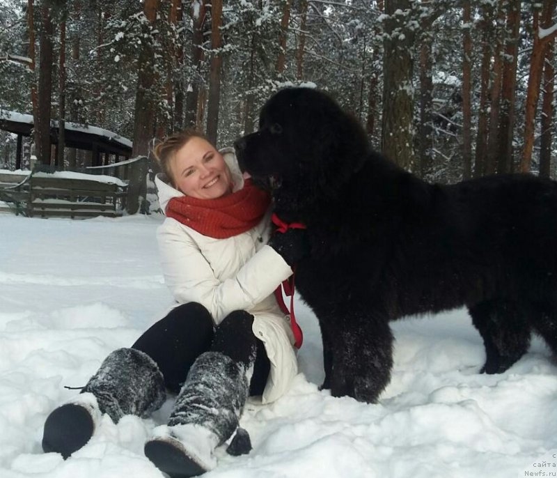 Фото: YUliya Kulinich (Юлия Кулинич), ньюфаундленд Belkonder-Klab Marsel'eza (Белкондер-Клаб Марсельеза)