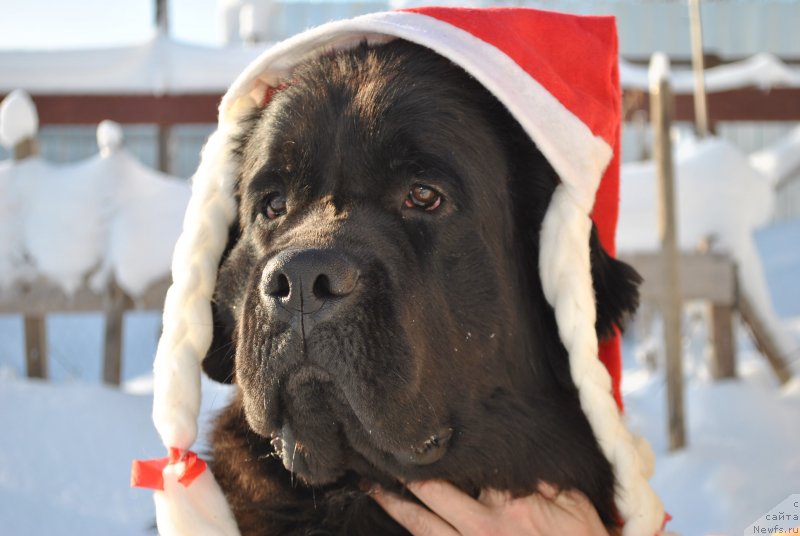 Фото: ньюфаундленд Cherniy Balu Miroslava (Черный Балу Мирослава)