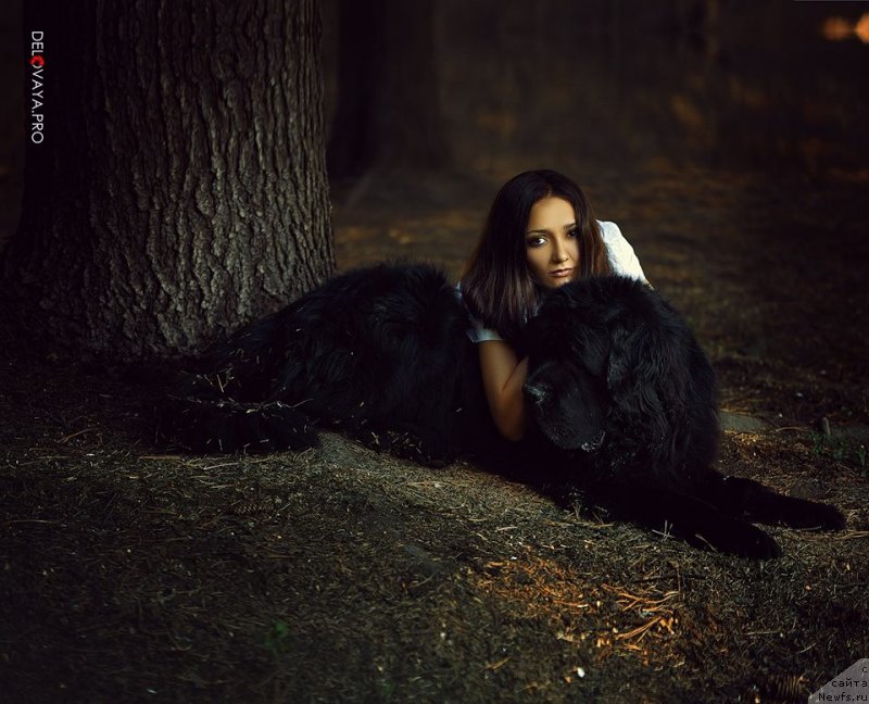 Фото: Kseniya Naumova (Ксения Наумова), ньюфаундленд Midnight Lady's Scream at Mississippi-Missouri