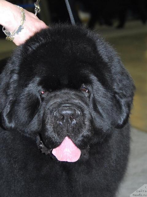 Фото: ньюфаундленд Poison or Honey King of Helluland