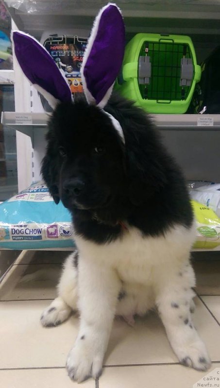 Фото: ньюфаундленд Super Premium Burbon (Супер Премиум Бурбон)