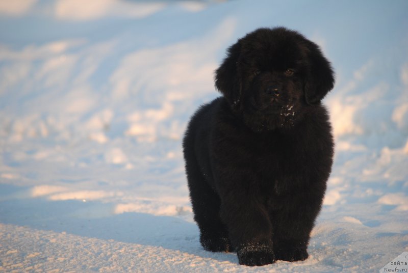Фото: ньюфаундленд Moya Stihiya Sirius Blek (Моя Стихия Сириус Блек)