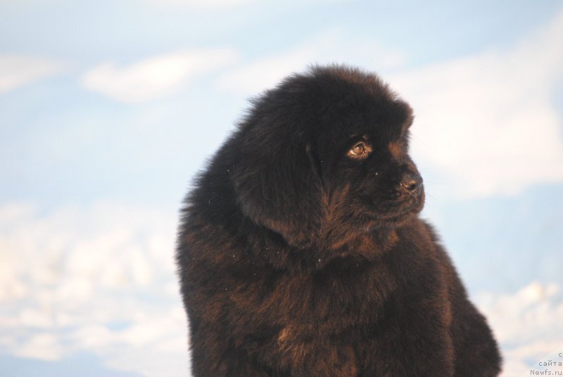 Фото: ньюфаундленд Moya Stihiya Sirius Blek (Моя Стихия Сириус Блек)