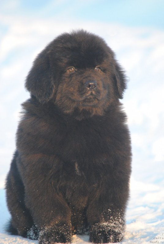 Фото: ньюфаундленд Moya Stihiya Sirius Blek (Моя Стихия Сириус Блек)