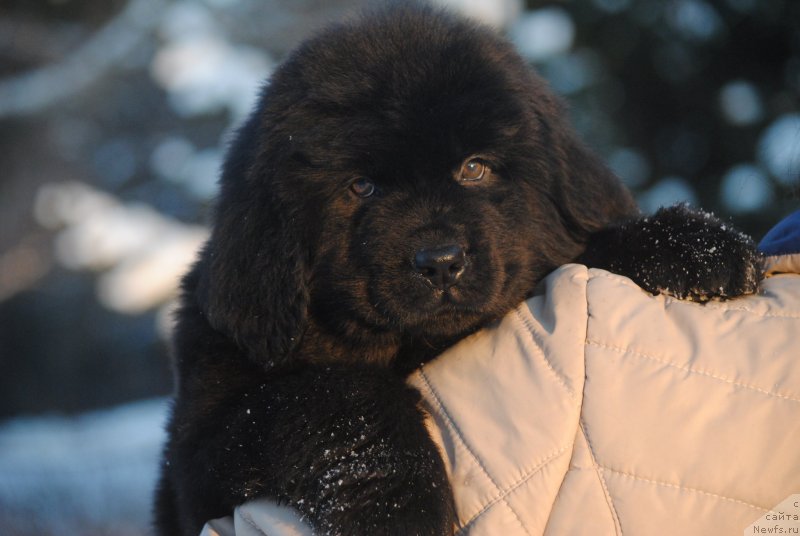 Фото: ньюфаундленд Moya Stihiya Sirius Blek (Моя Стихия Сириус Блек)