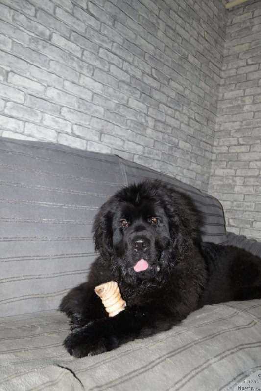 Фото: ньюфаундленд Braunblad MSK Layt Ryey (Браунблад МСК Лайт Рэй)