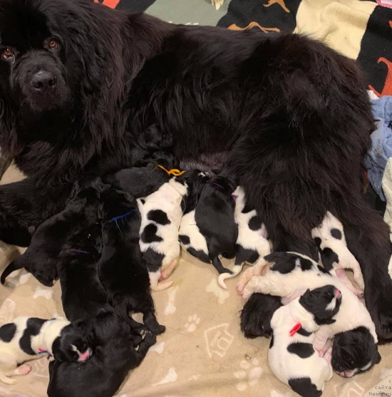 Фото: ньюфаундленд Moya Stikhiya Medzhi Ivi (Моя Стихия Меджи Иви)