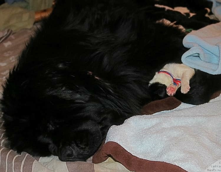 Фото: ньюфаундленд Moya Stikhiya Medzhi Ivi (Моя Стихия Меджи Иви)