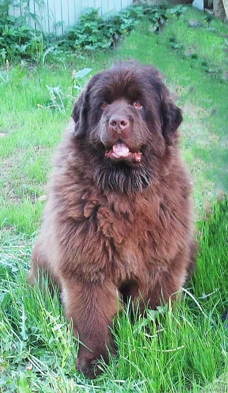 Фото: ньюфаундленд Haul Zolotoy Drakon (Хаул Золотой Дракон)