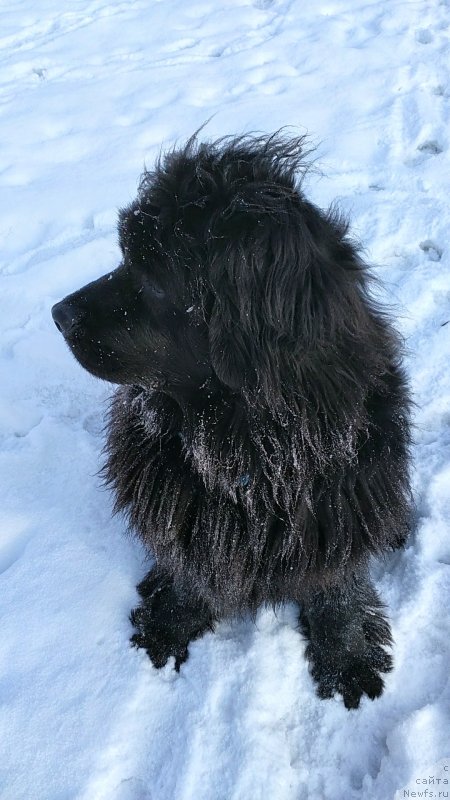 Фото: ньюфаундленд N'yufort Divnaya Diana (Ньюфорт Дивная Диана), ньюфаундленд N'yufort Divnaya Diana (Ньюфорт Дивная Диана)