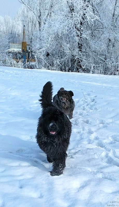 Фото: ньюфаундленд N'yufort Divnaya Diana (Ньюфорт Дивная Диана), ньюфаундленд Al'fa Dar Oksa Verka Serdyuchka (Альфа Дар Окса Верка Сердючка)