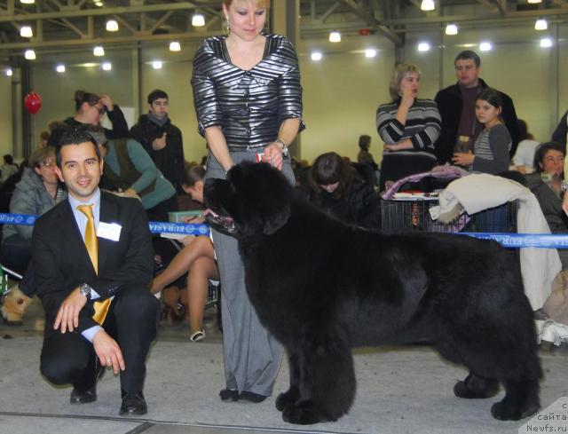 Фото: ньюфаундленд Poison or Honey King of Helluland