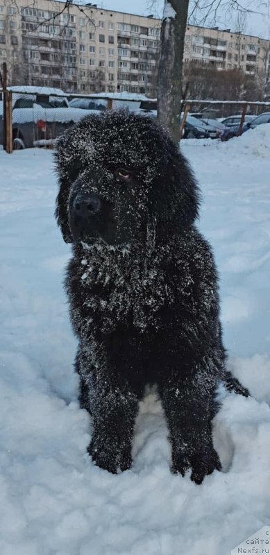 Фото: ньюфаундленд Smigar Glen Ellen (Смигар Глен Эллен)