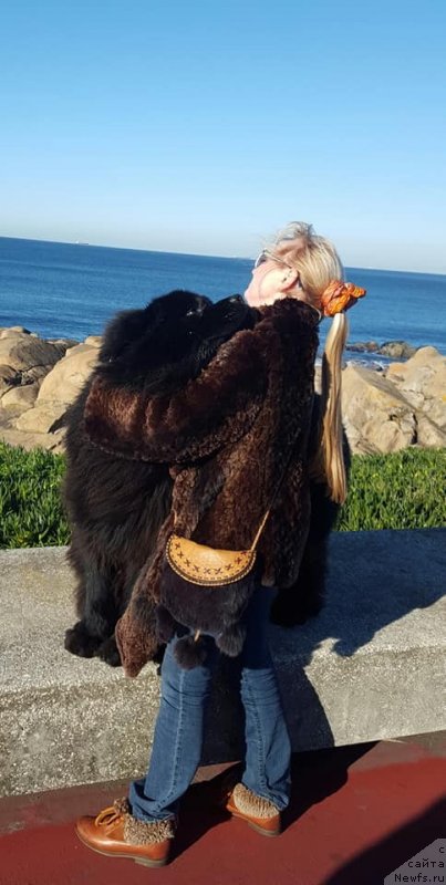 Фото: ньюфаундленд Luis Ferod Vintazh (Луис Ферод Винтаж)