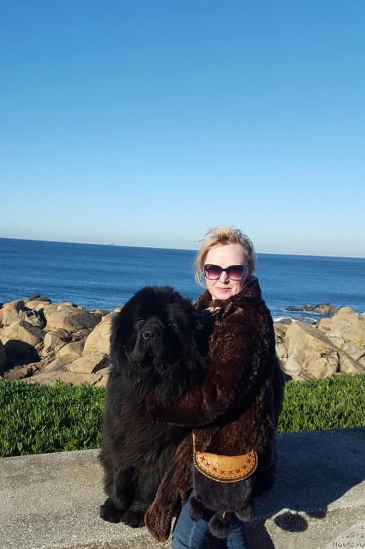 Фото: ньюфаундленд Luis Ferod Vintazh (Луис Ферод Винтаж)