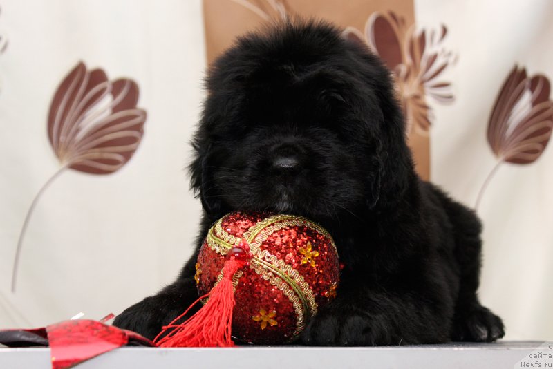 Фото: ньюфаундленд Okean Mechtyi Afina (Океан Мечты Афина)