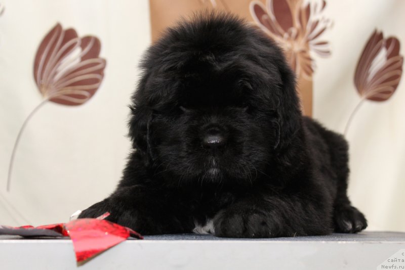 Фото: ньюфаундленд Okean Mechtyi Afina (Океан Мечты Афина)