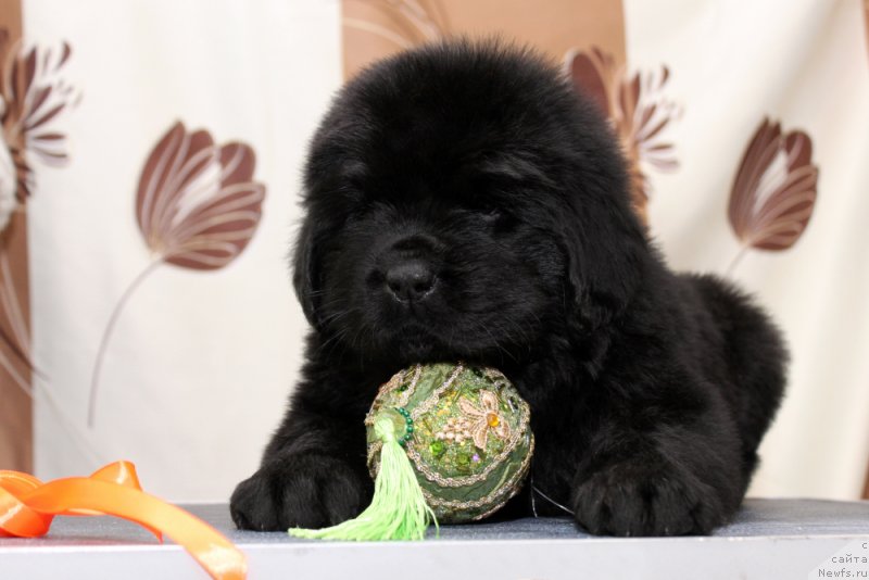 Фото: ньюфаундленд Okean Mechtyi Aleksa (Океан Мечты Алекса)