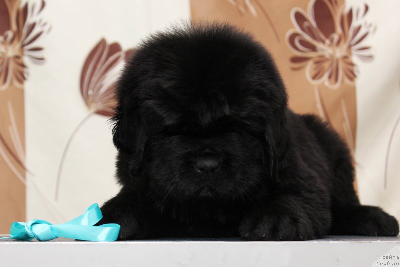 Фото: ньюфаундленд Okean Mechty Ay Am Queen (Океан Мечты Ай Эм Квин)