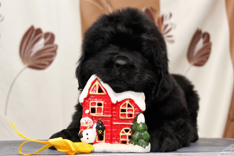 Фото: ньюфаундленд Okean Mechty Anabel (Океан Мечты Анабель)